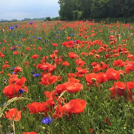 Lejlighed Oewern Diek App 30 Wustrow (Fischland)