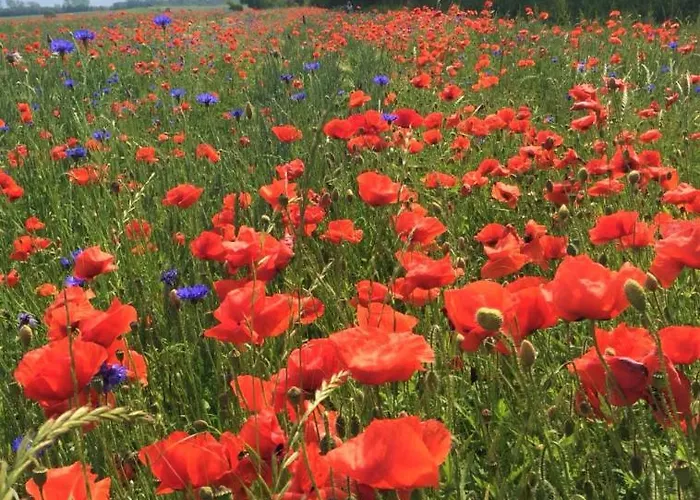 Apartament Oewern Diek App 30 Wustrow (Fischland)